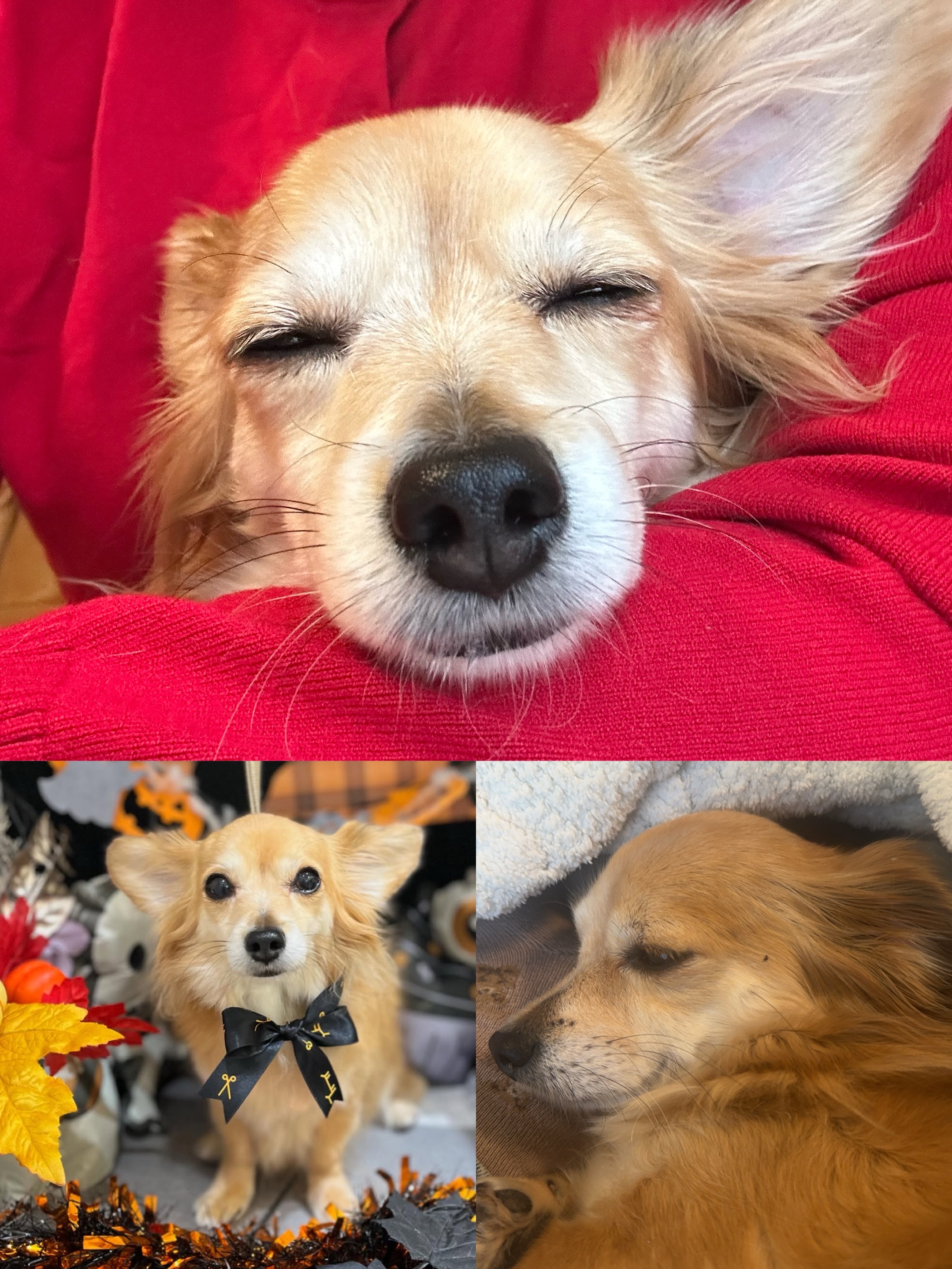 アップロードファイル 1,594KB