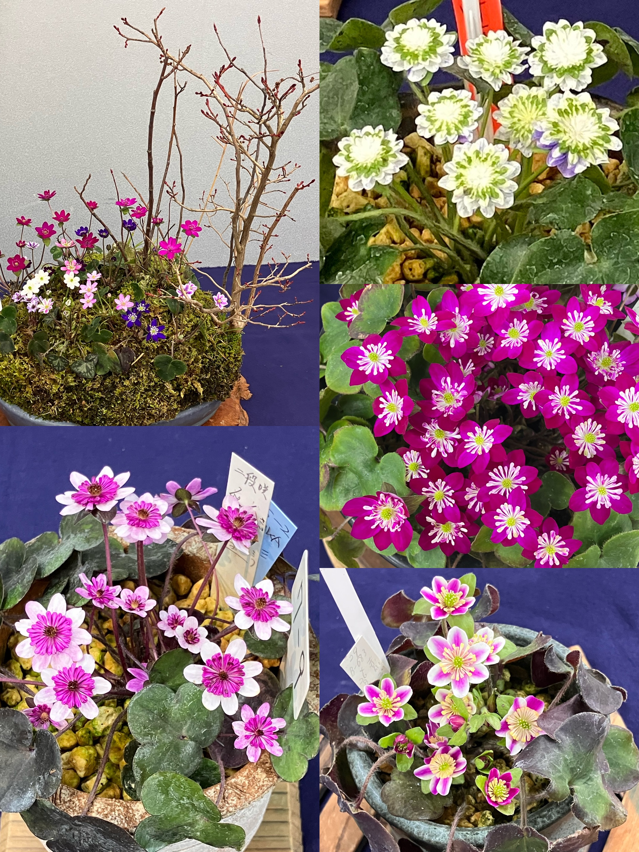 アップロードファイル 2,069KB