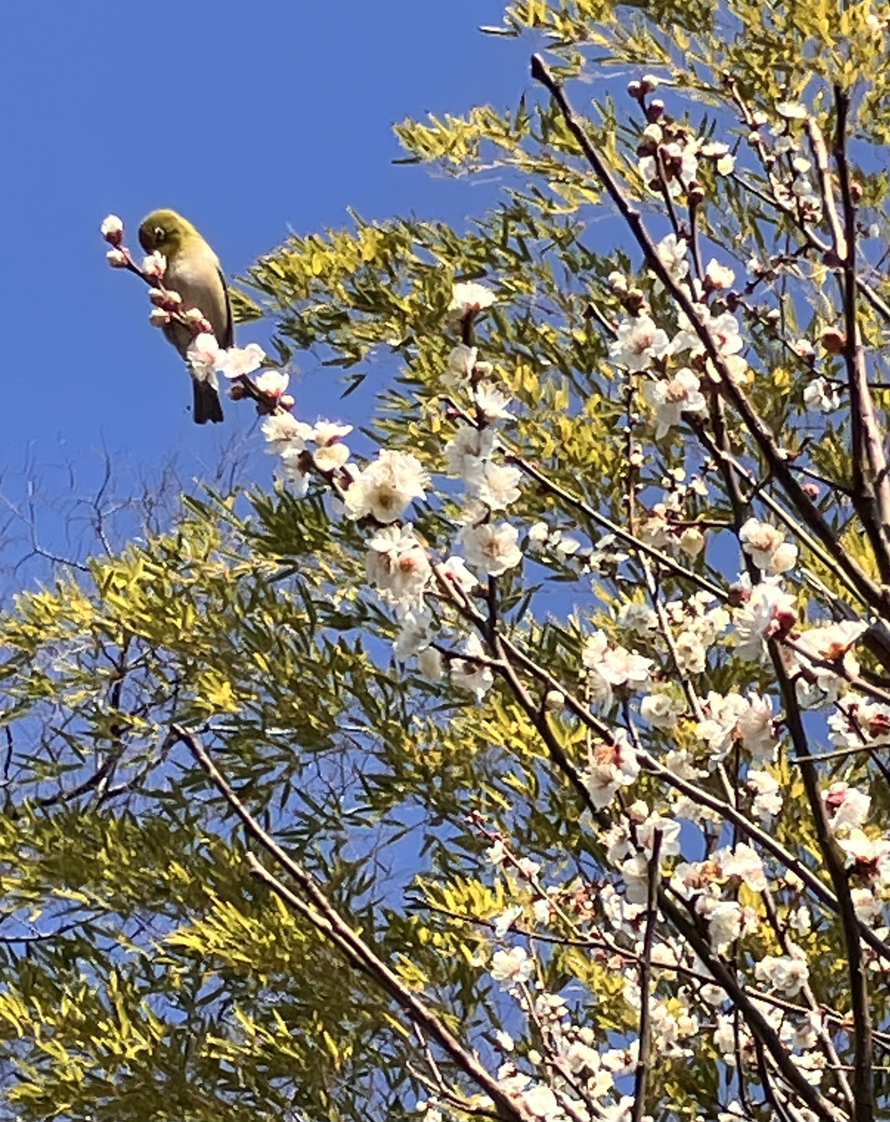 アップロードファイル 2,153KB