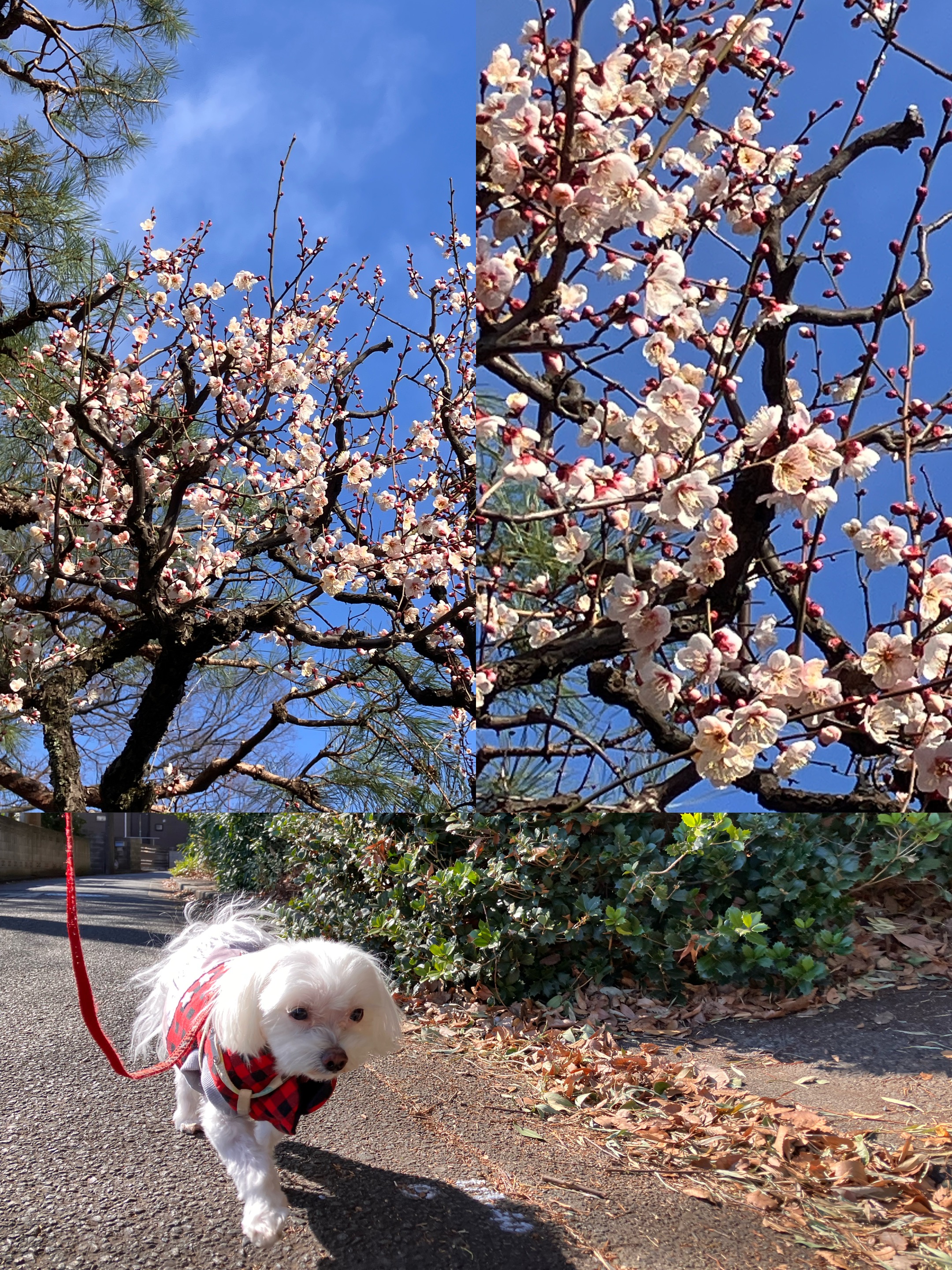 アップロードファイル 2,341KB